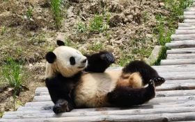 看佛坪大熊貓有多萌！縮略圖