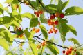 留壩櫻桃紅了！初夏的味道m(xù)in甜！縮略圖