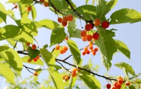 留壩櫻桃紅了！初夏的味道m(xù)in甜！縮略圖