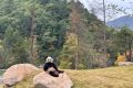 可愛暴擊！秦嶺大熊貓賣萌撒歡現(xiàn)場→縮略圖