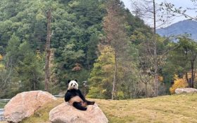 可愛(ài)暴擊！秦嶺大熊貓賣(mài)萌撒歡現(xiàn)場(chǎng)→縮略圖