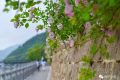 薔薇花怒放！快來(lái)打卡佛坪這些“網(wǎng)紅花墻”！縮略圖