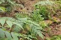 暖心！國家二級保護動物麂子在老道寺鎮(zhèn)獲救縮略圖