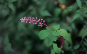 警惕花粉過敏 | 秋季花粉致敏性更強(qiáng)！縮略圖