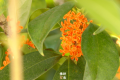 真香！“桂花味”的漢中正在回歸！縮略圖