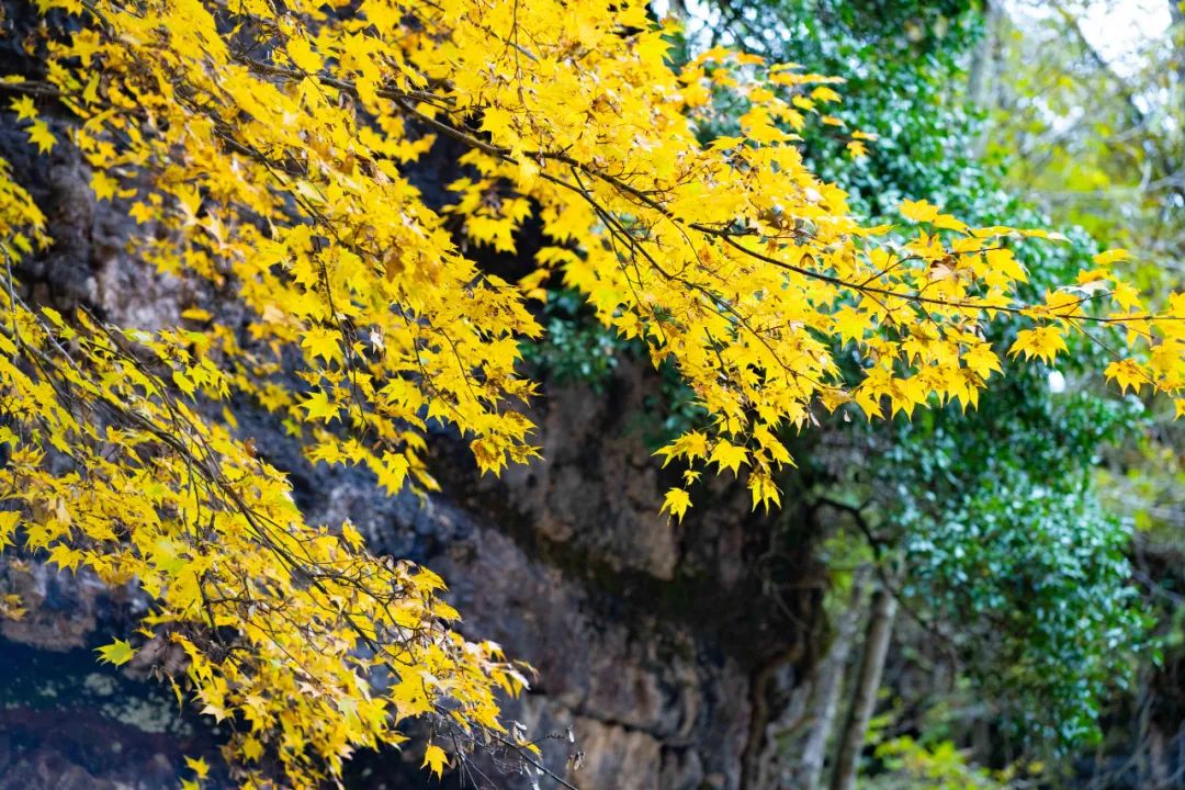 10月1日，漢中黎坪景區(qū)秋高氣爽、景色秀美，還不擁擠，趕緊出發(fā)嘍！