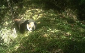 佛坪國家級自然保護區(qū)里，這些“精靈”們頻繁亮相！縮略圖
