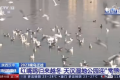 央視聚焦的“冬日精靈”，你“鷗”遇了嗎縮略圖