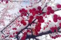 宛若仙境！漢臺景區(qū)絕美雪景上線縮略圖