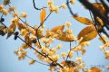 真香預(yù)警，臘梅花開！縮略圖