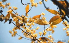 真香預(yù)警，臘梅花開！縮略圖