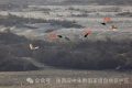 罕見！白鸛、黑鸛、白琵鷺、朱鹮在漢中“同框”縮略圖