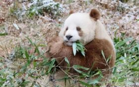 我們的“國(guó)寶”！是他們守護(hù)→縮略圖