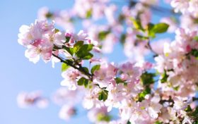 春季養(yǎng)肺正當(dāng)時(shí)，多吃哪些食物對(duì)肺有好處?縮略圖