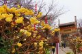 花開又一年，結(jié)香沁滿園縮略圖