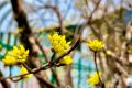 花事可期！佛坪萬(wàn)畝茱萸花即將迎來(lái)絢爛時(shí)刻！縮略圖
