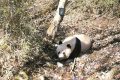 春天，在秦嶺和大熊貓偶遇縮略圖