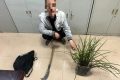 提醒，野生蘭草不能采！縮略圖