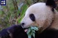 央視新聞：“滾滾”下山嘍！名場(chǎng)面除了“趕竹”，還有……縮略圖