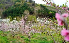 能賞花、能摘果，孕育致富新希望！縮略圖