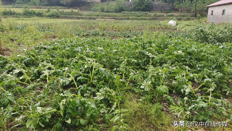 5月7日，漢中市寧強縣突降暴雨及冰雹部分區(qū)域莊稼受損嚴重插圖3