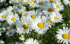 沙窩村：雛菊花開(kāi)多爛漫 不負(fù)初夏好時(shí)光縮略圖