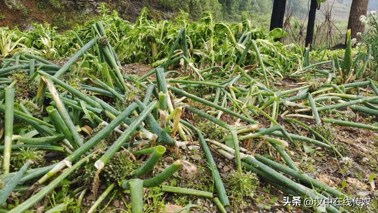 5月7日，漢中市寧強縣突降暴雨及冰雹部分區(qū)域莊稼受損嚴重插圖