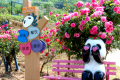 銀廠溝村：月季花、百合花盛放迎客縮略圖