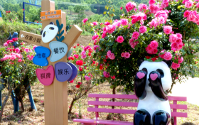 銀廠溝村：月季花、百合花盛放迎客縮略圖