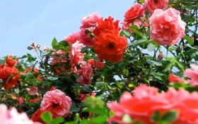 今天4時(shí)51分，我們迎來(lái)夏天的第四個(gè)節(jié)氣——夏至縮略圖