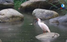 落地陜西！朱鹮國家保護研究中心獲批縮略圖
