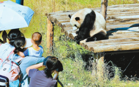 來佛坪，看大熊貓！縮略圖