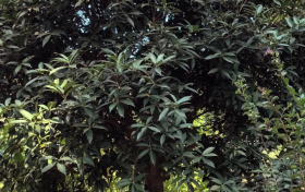 今年漢中的桂花咋還沒(méi)開(kāi)？答案來(lái)了→縮略圖