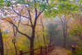 7日6時(shí)20分立冬：昨夜清霜冷絮裯，紛紛紅葉滿(mǎn)階頭縮略圖
