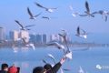冬天飛漢中，來(lái)一場(chǎng)“鷗”遇~縮略圖