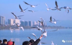 冬天飛漢中，來一場(chǎng)“鷗”遇~縮略圖