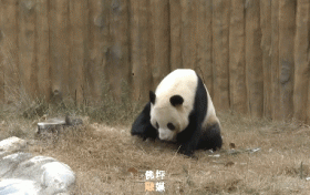 探尋佛坪大熊貓的“寒假生活”！過冬準(zhǔn)備已就緒~縮略圖