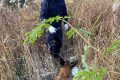 “汪汪隊”立大功！西鄉(xiāng)縣公安局利用警犬“博虎”成功破獲一起入室盜竊案件縮略圖