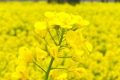 漢中油菜花節(jié)交響音樂會3月中旬啟動！地點→縮略圖