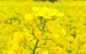 漢中油菜花節(jié)交響音樂會3月中旬啟動！地點→縮略圖