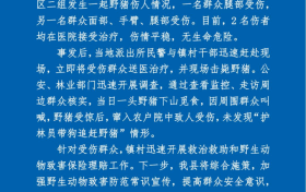 野豬傷人！最新通報(bào)縮略圖