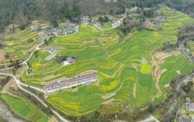 油菜、小麥、茶葉、花期果園低溫凍害風險預警縮略圖