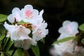 全民免門票2天，黎坪已備好山水盛宴，待君赴約！縮略圖