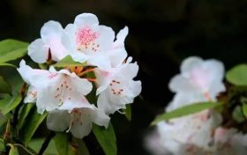 全民免門票2天，黎坪已備好山水盛宴，待君赴約！縮略圖
