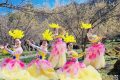 3月22日，王家灣村，茱萸花海踏春游活動(dòng)來啦！縮略圖