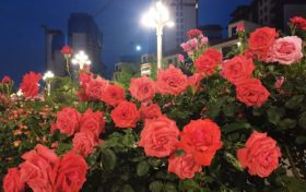 免費欣賞！漢中這條路美成了莫奈花園！轉(zhuǎn)角遇見一城芳華縮略圖