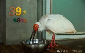 生于洋縣，全球最長壽朱鹮39歲了！縮略圖