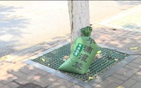 漢中街頭行道樹集體“穿馬甲”！啥門道？縮略圖