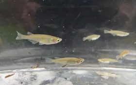 對水質(zhì)”挑食”！漢中首次發(fā)現(xiàn)該珍稀物種→縮略圖