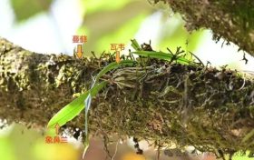 國家一級重點(diǎn)保護(hù)！陜西再次發(fā)現(xiàn)縮略圖